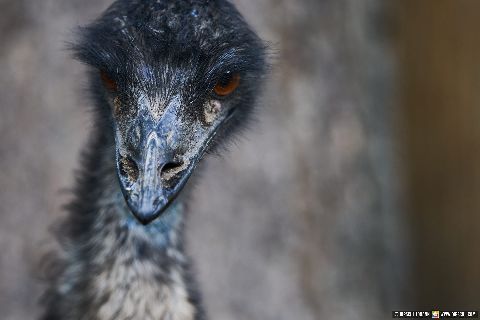 Gemeinde Straubing Landkreis Straubing-Bogen Zoo Tiergarten Straubing (Dirschl Johann) Deutschland SR
